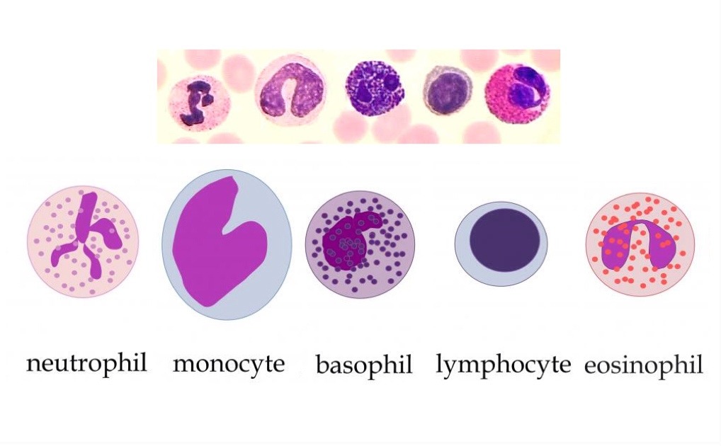 there-are-five-main-types-of-white-blood-cells