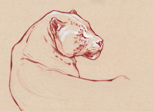 sawwhetstudio:Sketchbook jaguar.- Liz