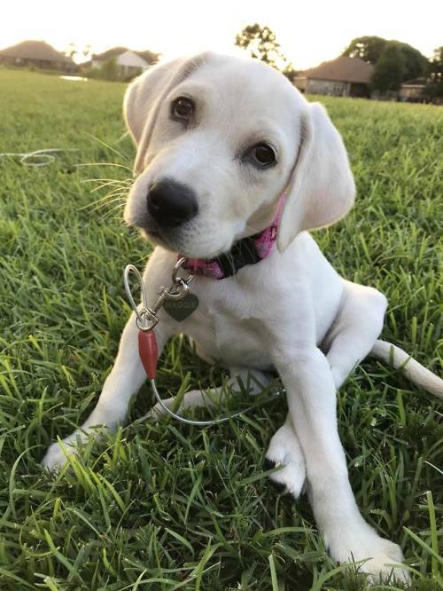 puppy pupper cute dog doggo