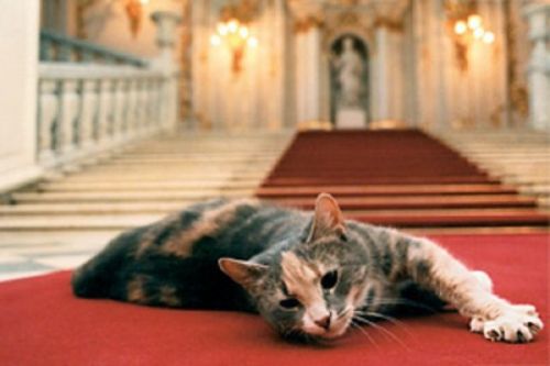 chernobrka:hermitage museum’s cat employees, saint-peretsburg,...