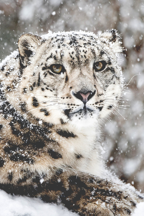 snow leopard on Tumblr