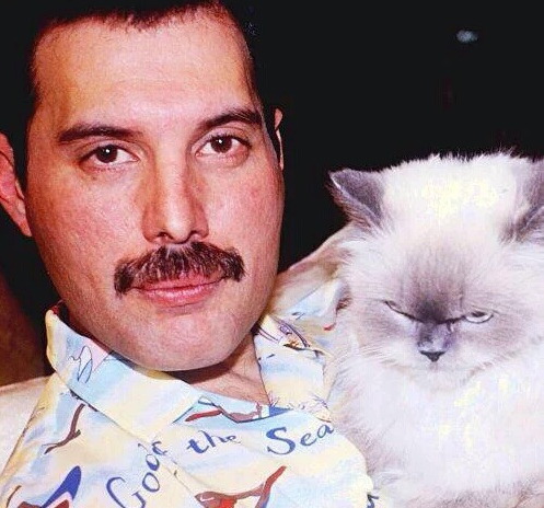 foxy-mulder:Freddie Mercury (Farrokh Bulsara) + cats...