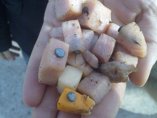 Some assholes have been putting nails in cheese and treats in dog parks in Chicago and Massachusetts. Also adding antifreeze to...