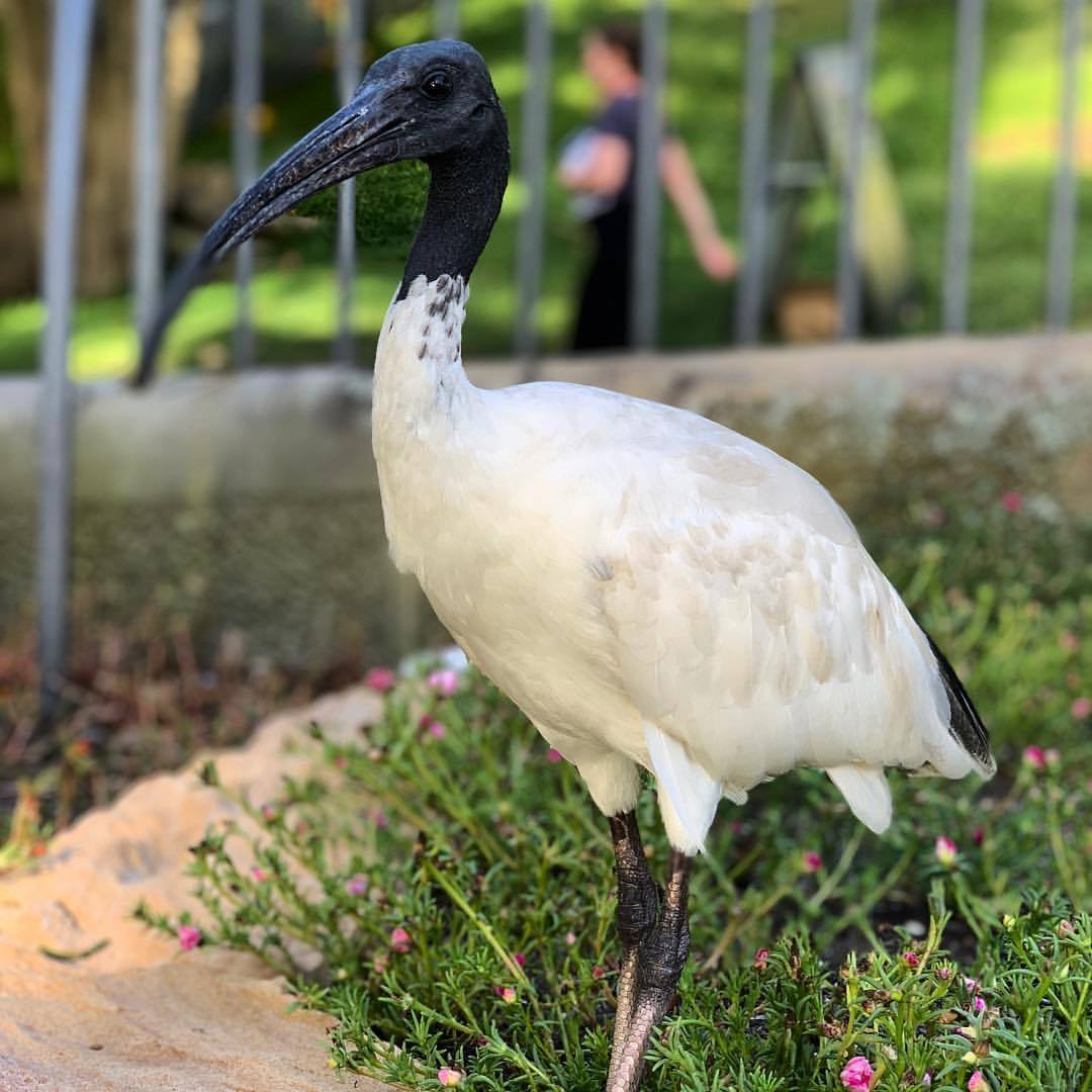 untitled-the-bin-chicken-sydney-australia-ibis