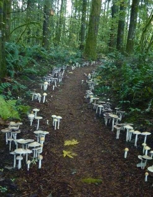 cloud mountain retreat mushroom trail mushroom photography nature forest fungi mycology shroom mushrooms moss forest floor shrooms fungus