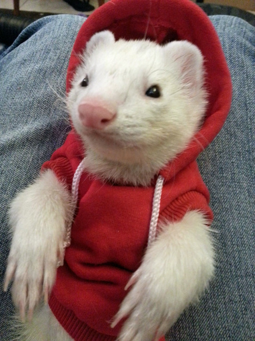 tastefullyoffensive:Animals Wearing HoodiesPreviously: Animals...