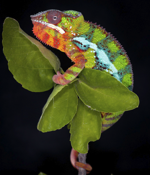 panther chameleon on Tumblr