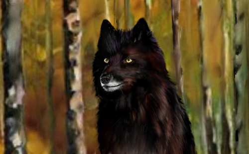 one more in my wolf series. Black is beautiful