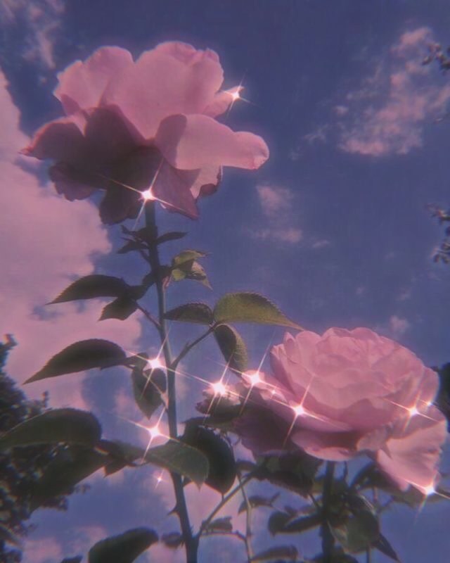 roses on Tumblr