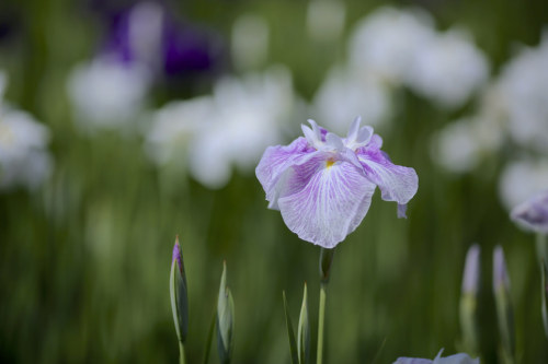 floralls:Iris ensata by Jun