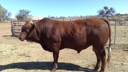 SA Vet Student - Breed Information: Bonsmara Cattle