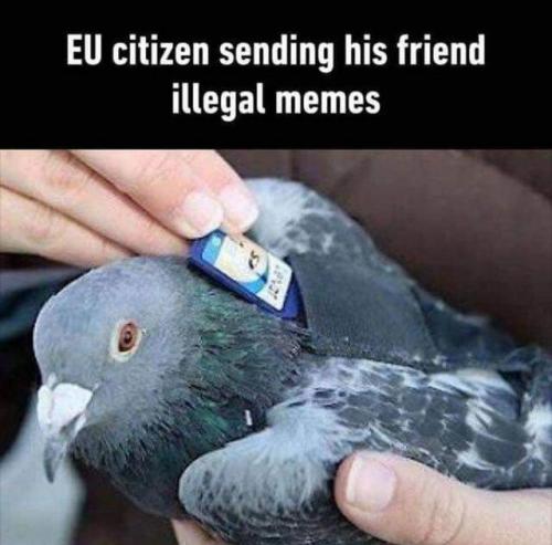 browsedankmemes:Start training your pigeons my friends. via...