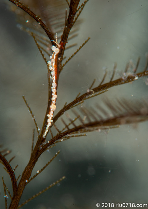 ホリミノウミウシ属の一種Eubranchus sp.