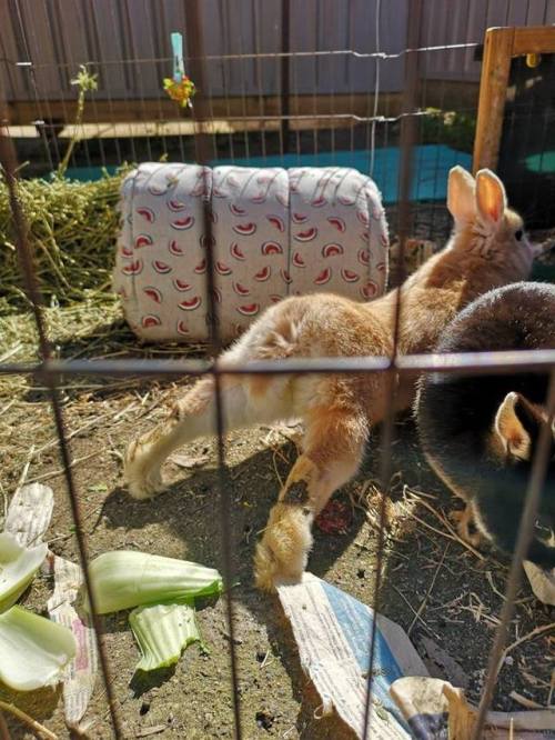 bunniesohmy:bakerybunnies:Booty He do a stretchy