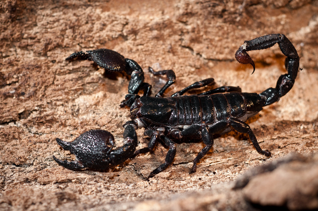 Let's Do Some Zoology! - Emperor Scorpion (Pandinus Imperator) …a Large...