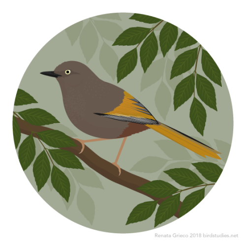 renatagrieco:September 8, 2018 - Elliot’s Laughingthrush...