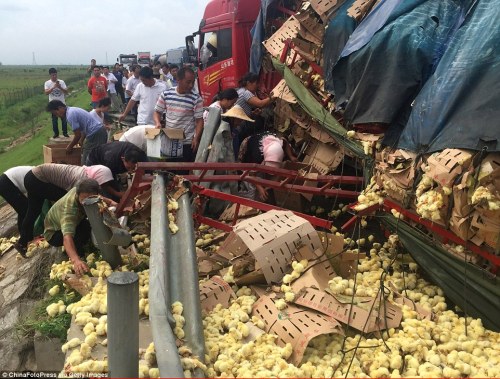 theinturnetexplorer:A truck carrying over 10,000 chicks...