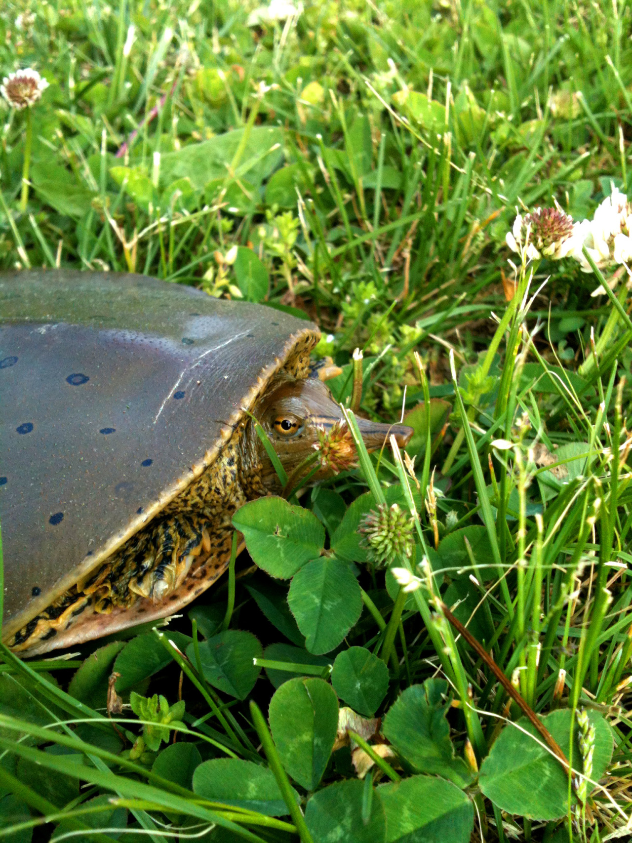 Bluegrass Naturalist | Eastern Spiny Softshell Turtle (Apalone...