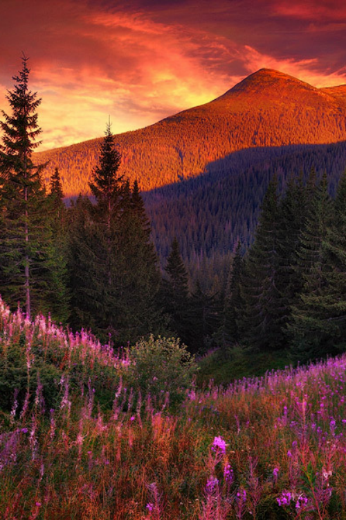 tulipnight: Mountain flowers in pine forest by... - Into My Mind's Eye