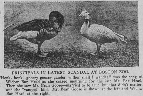 yesterdaysprint:Boston Post, Massachusetts,March 7, 1921