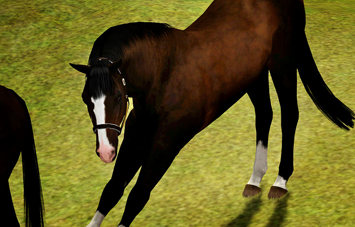 Lexington Stud |update! - Страница 2 Tumblr_o8mcbeyQYy1szonwvo1_1280