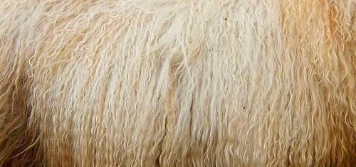 oakapples:Coats of some British and Icelandic sheep...