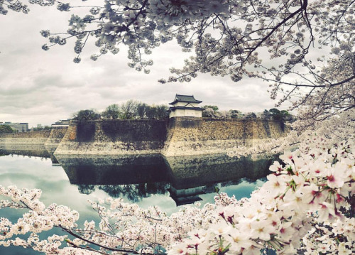 minuga-hana:#spring with #sakura in #OsakaCastle  by Hoàng...