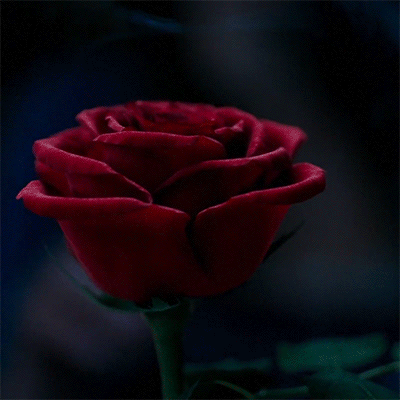 Róża Gif Tumblr