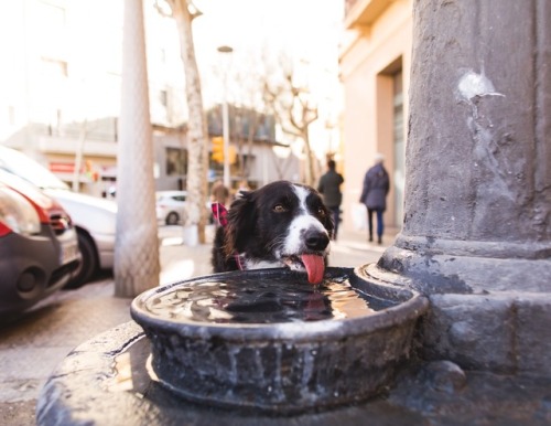 Momo drinks from European fountains: a study in four parts.