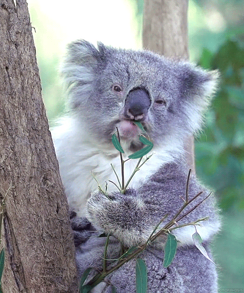 koala gif to celebrate retirement in group eCard
