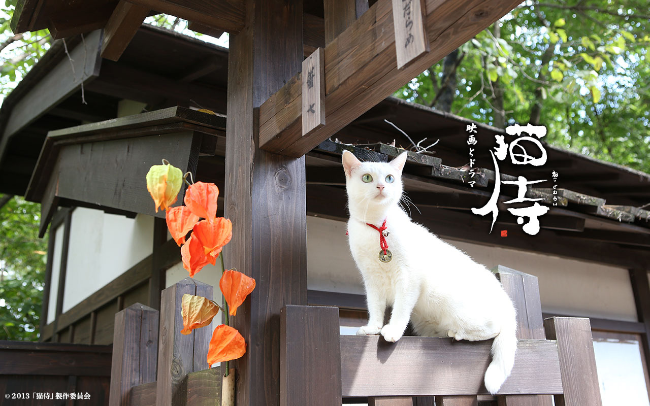 ロイヤリティフリー猫侍 壁紙 最高の花の画像