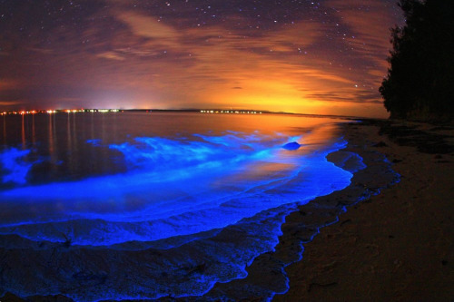 nubbsgalore:the bioluminescent noctiluca scintillans – an algae...