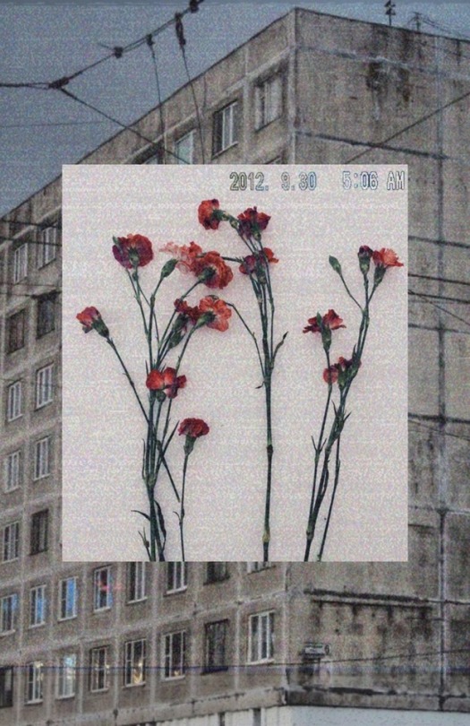 dead flowers on Tumblr