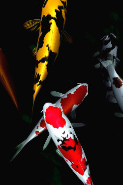 real6ixgod:Koi Fish