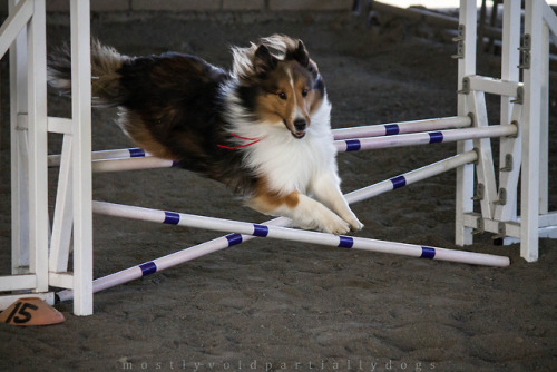 shetland sheepdog sheltie dog agility dog sports agility
