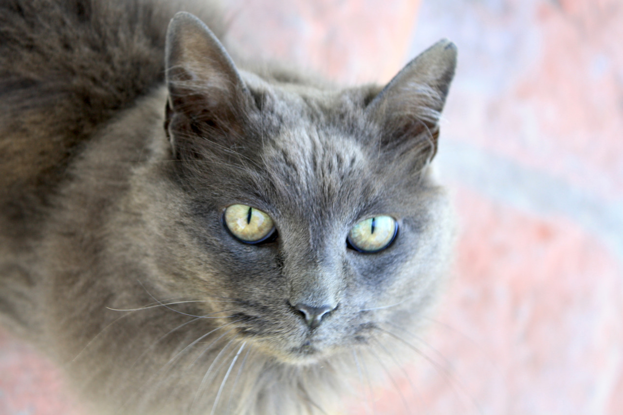 A grey cat stares up at the camera, looking elegant