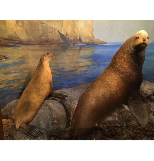 The California Sea Lion is finally in her diorama at the Santa...