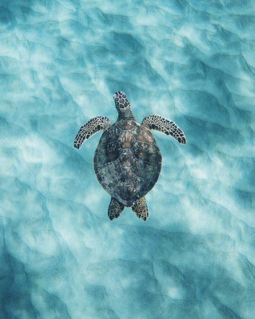 drxgonfly:Freezing Time (by Chun Chau)Photographer’s...