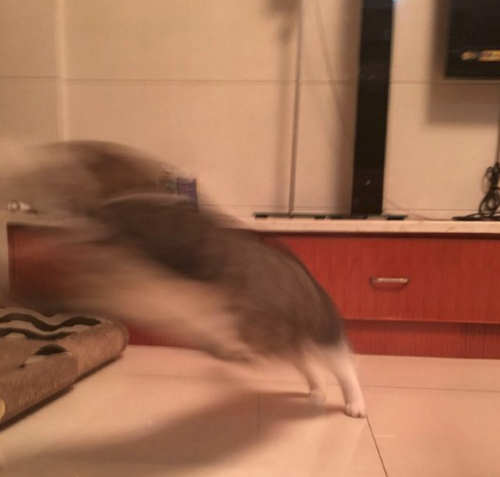 catsbeaversandducks:The Fastest Cat AlivePhotos by Tang Chang