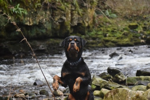 ollietherottweiler:My favourite pictures of Ollie in Yorkshire