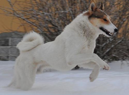 crispbean:Working Wolfdogs. The Volend.I am seriously so...