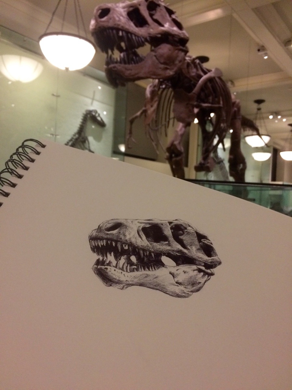 t rex amnh