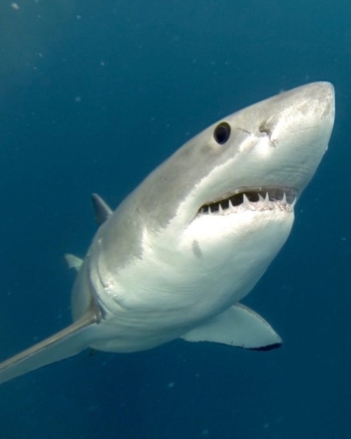 calypsostarcharters:Is being face to face with a Great White...