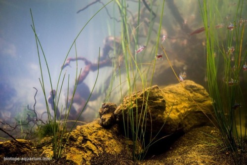 blackwaterbubbles:Cardinal tetras