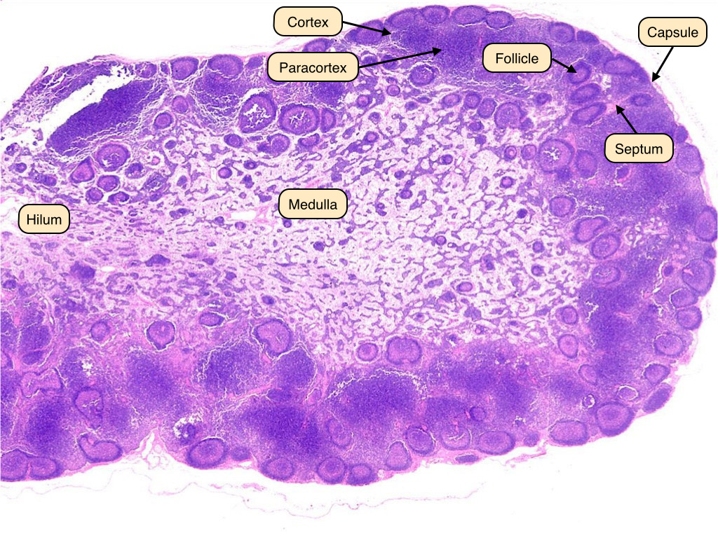 My Veterinary Journal Lymphoid Tissues   Tumblr Inline Ntr5r2yJvg1qebhkv 1280 