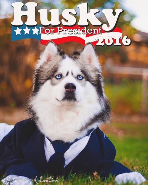 huskiesadventures:Newest candidate running for the presidency....