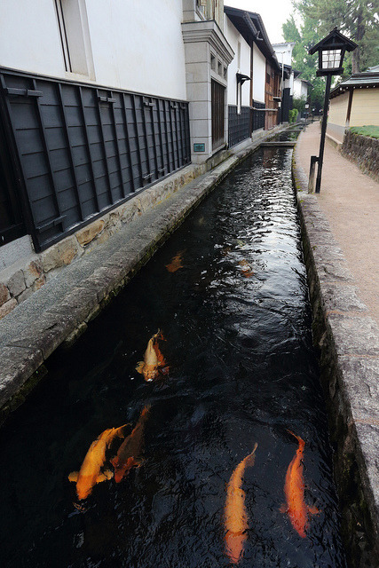 heartisbreaking:Koi by Teruhide Tomori on Flickr.