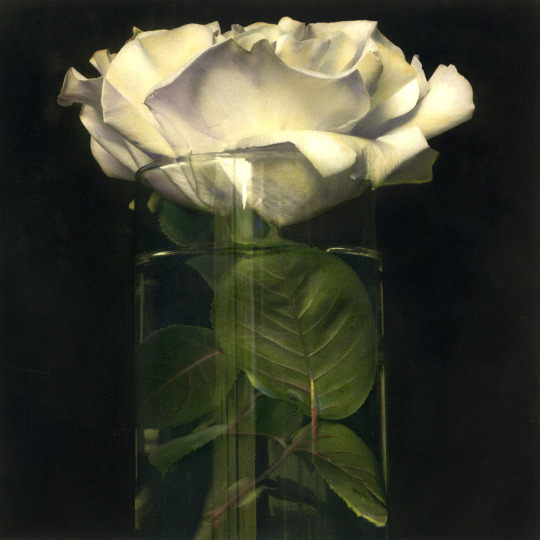 BRIGITTE CARNOCHAN PHOTOGRAPHY