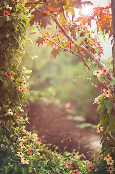 ✿ Fairy Blossoms ✿