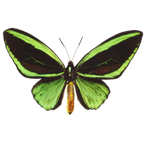 Aesthetic Butterfly Png - Largest Wallpaper Portal